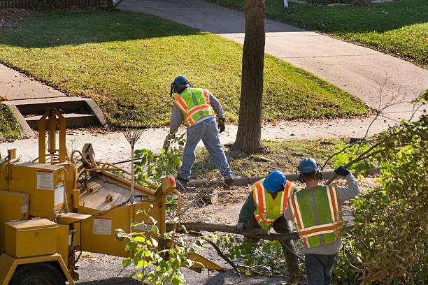 How Our Tree Care Process Works  in Maple Heights Lake Desire, WA